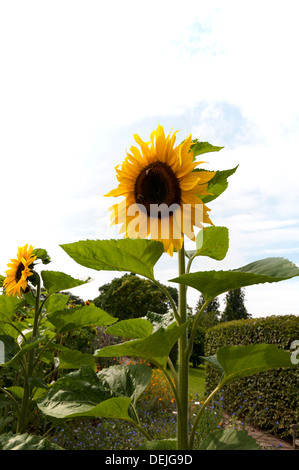 HELIANTHUS ANNUUS UNIQUE GÉANT DE CROÎTRE À WISLEY RHS GARDEN Banque D'Images