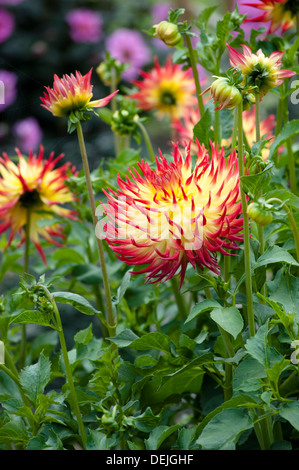 JESSICA DE DAHLIA Banque D'Images