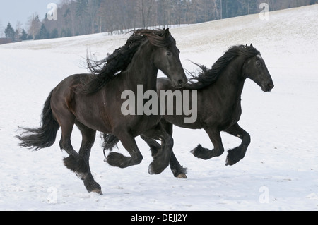 Deux chevaux frisons galopant dans la neige Banque D'Images