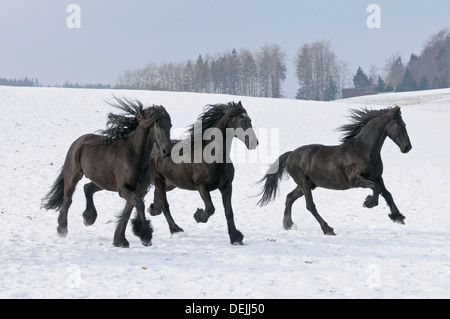 Trois chevaux frisons galopant dans la neige Banque D'Images