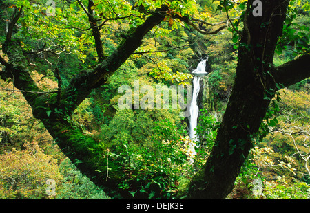 Afon Mynach Falls sur la rivière Rheidol Devils Bridge ci-dessous, dans la vallée de près de Rheidol Aberystwyth, Dyfed, West Wales, UK Banque D'Images