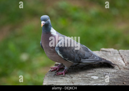 Ramier ou le phoque annelé (Columba palumbus). Perché sur un journal. Banque D'Images