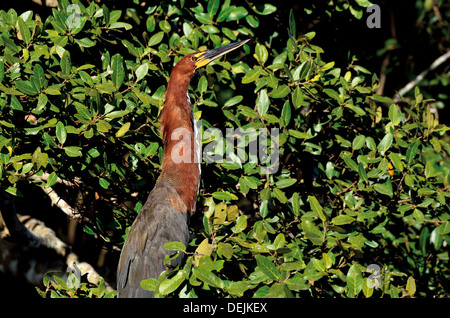 Brésil, Pantanal : Rufescent Tiger Heron assis dans un buisson, à Riverside Banque D'Images