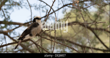 Northern white couronné migratrice dans Parc national de Tarangire, en Tanzanie. Banque D'Images