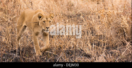 Lionne dans Parc national de Tarangire, Tanzanie Banque D'Images