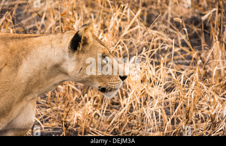 Lionne dans Parc national de Tarangire, en Tanzanie. Banque D'Images