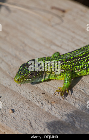 Lézard vert occidental (Lacerta bilineata). Les nouveaux hommes tôt le matin pour s'échauffer sur une nouvelle bordure de bois à un chemin public. Banque D'Images