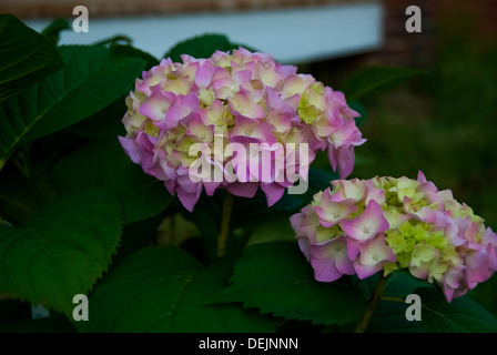 L'hortensia fleur en face d'un porche. Banque D'Images