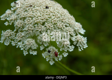 Une coccinelle assis sur un Queen Anne's lace flower Banque D'Images