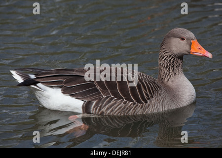 Oie cendrée (Anser anser). Sur l'eau de baignade. Banque D'Images