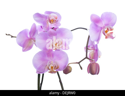 La douce lilac succursale d'une orchidée est isolé sur fond blanc Banque D'Images