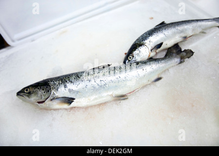 Poissons fraîchement pêchés sur la glace Banque D'Images