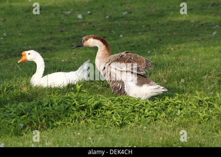 Swan Goose ou chinois (Anser cygnoides), close-up Banque D'Images