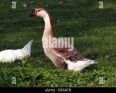 Swan Goose ou chinois (Anser cygnoides), close-up Banque D'Images