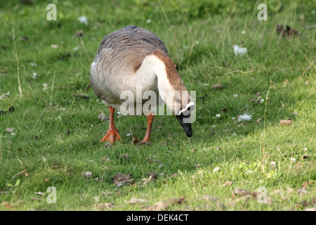 Swan Goose ou chinois (Anser cygnoides), close-up Banque D'Images