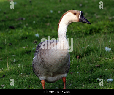 Swan Goose ou chinois (Anser cygnoides), close-up Banque D'Images