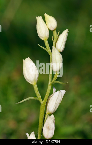 White Helleborine Orchid - Cephalanthera damasonium Banque D'Images