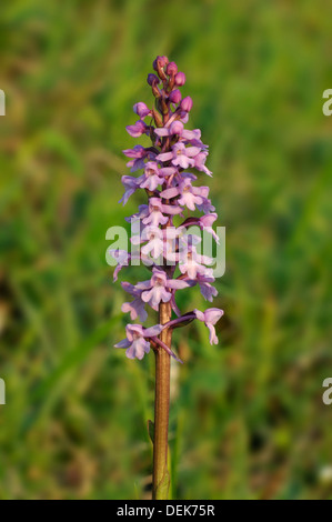 Orchidée parfumée commune - Gymnadenia conopsea Banque D'Images