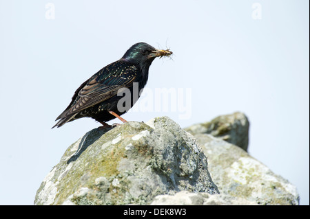 Étourneau sansonnet (Sturnus vulgaris) - UK Banque D'Images