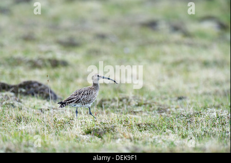 Courlis corlieu (Numenius phaeopus) - UK Banque D'Images