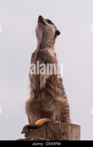 Une captive Meerkat ( Suricata suricatta < ! Banque D'Images