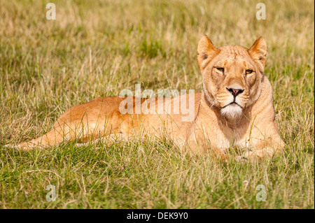 Un Lion en captivité au parc safari de Longleat dans Longleat WILTSHIRE WARMINSTER , , , Angleterre , Angleterre , Royaume-Uni Banque D'Images