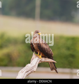 Un bec jaune en captivité (Kite Milvus aegyptius) à Longleat Safari Park à Longleat WILTSHIRE WARMINSTER , , , Angleterre , Royaume-Uni Banque D'Images