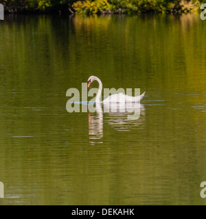 Un bouton mute swan (Cygnus olor) au Royaume-Uni Banque D'Images