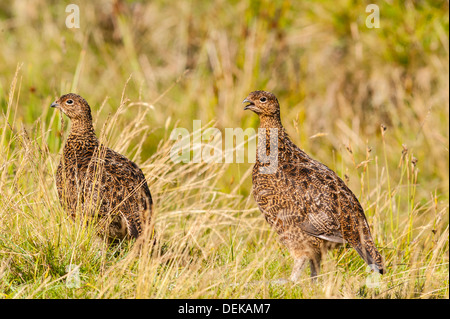 Deux Lagopède des saules (Lagopus lagopus scoticus ) dans les landes, vallées du Yorkshire, England, UK Banque D'Images