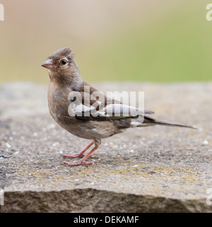 Une femelle Pinson (Fringilla coelebs) au Royaume-Uni Banque D'Images