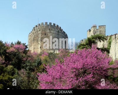 Istanbul, Sariyer, Rumelihisar, im Frühling blühen die Judasbäume Banque D'Images