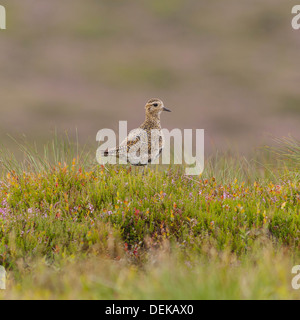 Un pluvier doré (Pluvialis apricaria) dans les landes, vallées du Yorkshire, England, UK Banque D'Images