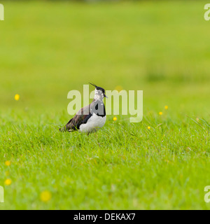 Un sociable (Vanellus vanellus) dans les landes, vallées du Yorkshire, England, UK Banque D'Images