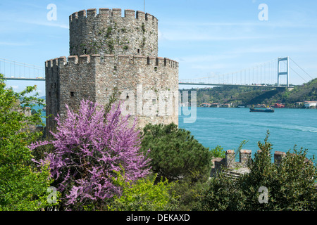 Istanbul, Sariyer, Rumelihisar, im Frühling blühen die Judasbäume Banque D'Images