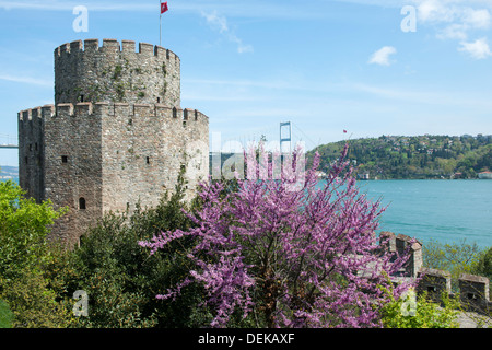 Istanbul, Sariyer, Rumelihisar, im Frühling blühen die Judasbäume Banque D'Images