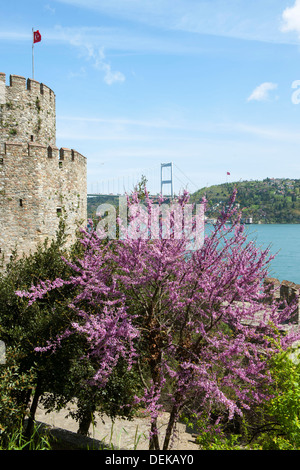 Istanbul, Sariyer, Rumelihisar, im Frühling blühen die Judasbäume Banque D'Images