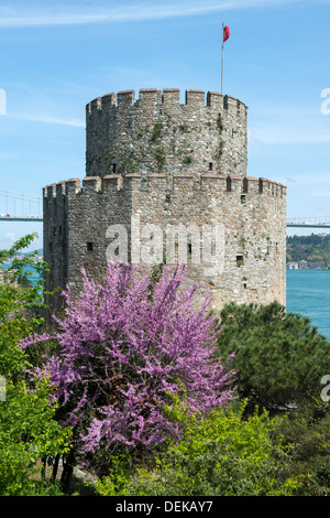 Istanbul, Sariyer, Rumelihisar, im Frühling blühen die Judasbäume Banque D'Images