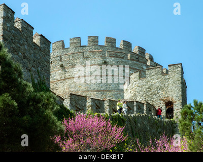 Istanbul, Sariyer, Rumelihisar, im Frühling blühen die Judasbäume Banque D'Images