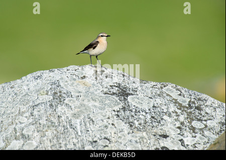 Traquet motteux (Oenanthe oenanthe) - femmes, UK Banque D'Images