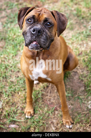 Chien Boxer Banque D'Images