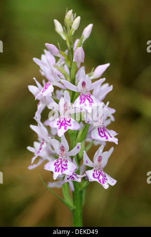 Le conjoint de l'Orchidée Dactylorhiza fuchsii tacheté Banque D'Images