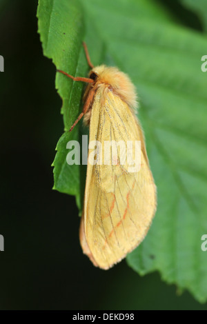 Femme Papillon Hepialus humuli Ghost Banque D'Images