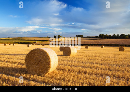 Tour de bottes de paille dans un champ de chaume sur une belle soirée de septembre dans la campagne anglaise Banque D'Images