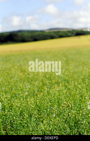 Champ, Pound Lane, Newtown, île de Wight, Angleterre, RU, FR. Banque D'Images