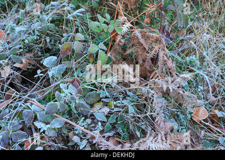 Givre sur les feuilles de l'Orme (Rubus ulmifolius) Blackberry et de fougères feuilles. Parc Naturel du Montseny. Barcelone. La Catalogne. L'Espagne. Banque D'Images