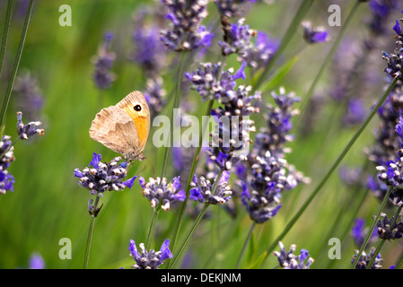 Papillon Gatekeeper reposant sur les lavandes Banque D'Images