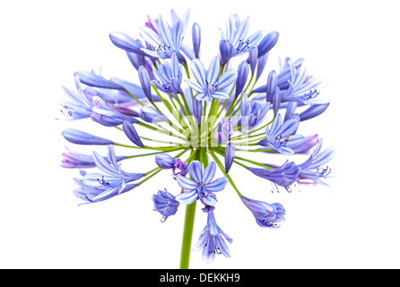 Agapanthus bleu vif fleur. Macro photo isolated on white Banque D'Images