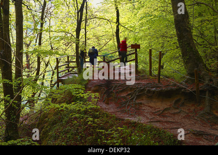 Les Hêtres, Urederra rivière, près de sa source, le Parc Naturel d''Urbasa. Navarra. Baquedano, Navarre, Espagne Banque D'Images