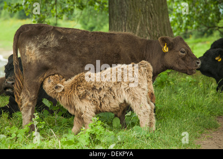 Galloway potable veau de sa mère dans l'herbe Banque D'Images