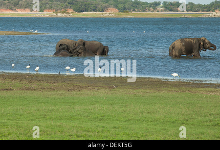 Un troupeau d'éléphants du Sri Lanka prendre un bain dans une rivière dans le Parc National Minneriya, Sri Lanka Banque D'Images